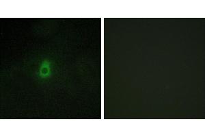 Peptide - +Immunofluorescence analysis of HepG2 cells, using Cytochrome P450 2antibody. (CYP2E1 antibody)