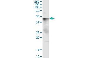 Immunoprecipitation of SMPDL3B transfected lysate using anti-SMPDL3B monoclonal antibody and Protein A Magnetic Bead , and immunoblotted with SMPDL3B MaxPab rabbit polyclonal antibody. (SMPDL3B antibody  (AA 274-372))