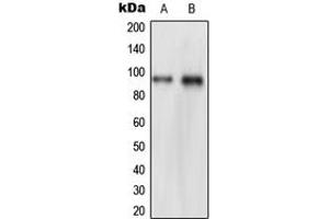 Western blot analysis of NVL expression in HeLa (A), THP1 (B) whole cell lysates. (NVL antibody  (Center))