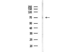 Western blot analysis of lysates from HepG2 cells(heat-shock,45 min treatment), using Phospho-YAP (Ser127) Antibody at 1/1000 dilution.
