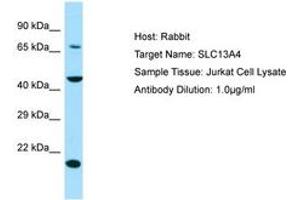 Image no. 1 for anti-Solute Carrier Family 13 Member 4 (SLC13A4) (AA 220-269) antibody (ABIN6750023) (SLC13A4 antibody  (AA 220-269))