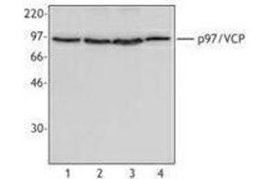 Western Blotting (WB) image for anti-Valosin Containing Protein (VCP) antibody (ABIN2666418) (VCP antibody)