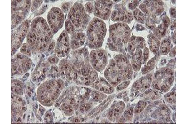 RBPMS antibody