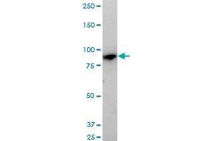 Western Blotting (WB) image for anti-Mannosidase, Alpha, Class 1B, Member 1 (MAN1B1) (AA 112-212) antibody (ABIN466178) (MAN1B1 antibody  (AA 112-212))