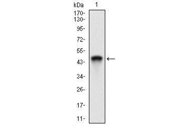 RING1 抗体  (AA 79-263)