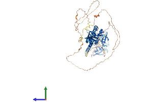 AlphaFold protein structure predicition of Mouse Recombinant Fxr2 Protein, UniprotID Q9WVR4