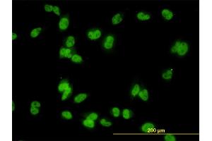 Immunofluorescence of monoclonal antibody to MED31 on HeLa cell.