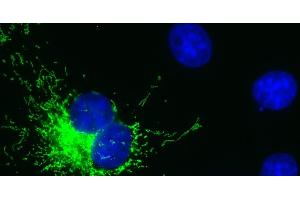 Epifluorescence image of COS cells expressing the mitochondrial marker Tom70-mRuby3. (Recombinant mRuby antibody (Atto 488))