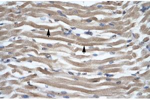 Human Muscle (DLX2 antibody  (N-Term))