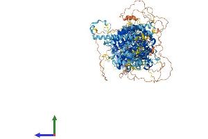 AlphaFold protein structure predicition of Human Recombinant RALGAPB Protein, UniprotID Q86X10 (RALGAPB Protein (AA 1-1494) (His tag))