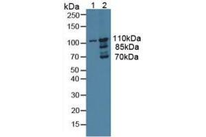 Figure. (Myosin ID antibody  (AA 512-788))