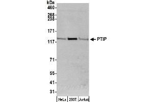 anti-PAX Interacting (With Transcription-Activation Domain) Protein 1 (PAXIP1) (AA 1-50) antibody