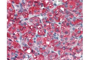 Anti-SKP2 antibody IHC staining of human adrenal. (SKP2 antibody  (AA 221-425))