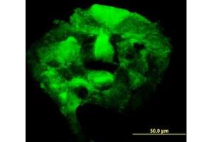 Image no. 5 for anti-3'-phosphoadenosine 5'-phosphosulfate Synthase 2 (PAPSS2) (AA 513-613) antibody (ABIN598592) (PAPSS2 antibody  (AA 513-613))
