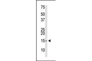 The anti-SUMO2/3 Pab (ABIN388032 and ABIN2845502) is used in Western blot to detect SUMO2/3 in Saos-2 cell lysate. (SUMO2/3 antibody  (AA 38-64))
