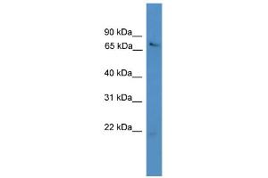 WB Suggested Anti-USP2 Antibody Titration: 0.