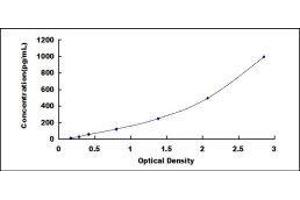 Mannose Receptor, C Type 1 (MRC1) ELISA Kit