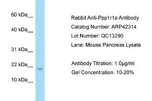 Host: Rabbit Target Name: PPP1R1A Sample Tissue: Mouse Pancreas Antibody Dilution: 1ug/ml (PPP1R1A antibody  (N-Term))