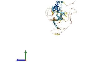 AlphaFold protein structure predicition of Human Recombinant ANKRD35 Protein, UniprotID Q8N283 (ANKRD35 Protein (AA 1-1001) (His tag))