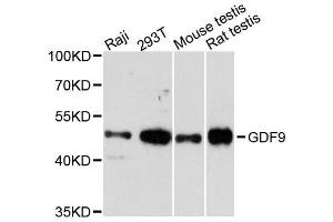 Western blot analysis of extracts of various cell lines, using GDF9 antibody. (GDF9 antibody  (AA 205-454))