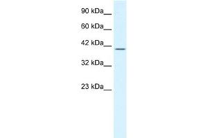WB Suggested Anti-POU2F2 Antibody Titration:  1.