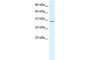 WB Suggested Anti-POU2F2 Antibody Titration:  1. (Oct-2 antibody  (N-Term))