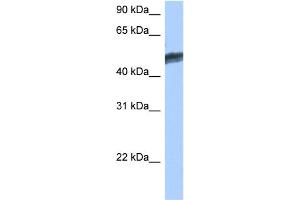 WB Suggested Anti-HNF4G Antibody Titration:  0. (HNF4 gamma antibody  (C-Term))