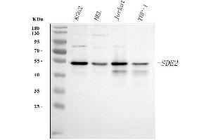 Western blot analysis of SDE2 using anti-SDE2 antibody (ABIN7599603). (C1orf55 antibody  (AA 10-447))