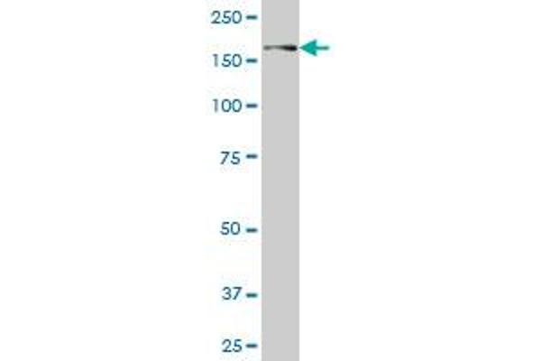 USP31 antibody  (AA 1254-1352)