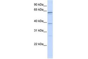 Image no. 1 for anti-RNA Binding Motif Protein 39 (RBM39) (N-Term) antibody (ABIN6740680) (RBM39 antibody  (N-Term))