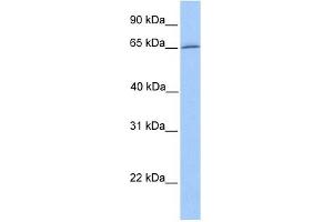 DYNC1I1 antibody used at 1 ug/ml to detect target protein. (DYNC1I1 antibody  (N-Term))