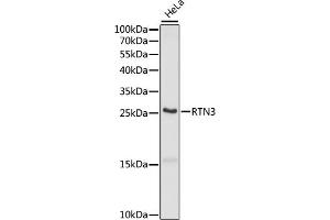 Western blot analysis of extracts of HeLa cells, using RTN3 antibody (ABIN7269929) at 1:1000 dilution. (Reticulon 3 antibody  (C-Term))