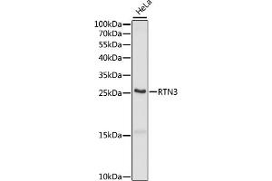 Western blot analysis of extracts of HeLa cells, using RTN3 antibody (ABIN7269929) at 1:1000 dilution. (Reticulon 3 antibody  (C-Term))