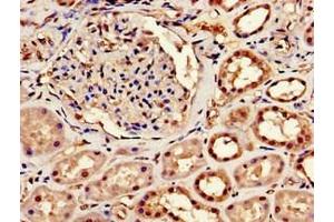 Immunohistochemistry of paraffin-embedded human kidney tissue using ABIN7147925 at dilution of 1:100 (CPSF6 antibody  (AA 186-226))
