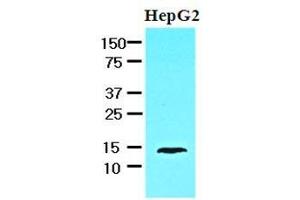 Cell lysates of HepG2 (30 ug) were resolved by SDS-PAGE, transferred to nitrocellulose membrane and probed with anti-human FABP1 (1:1000). (FABP1 antibody  (AA 1-127))