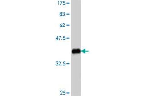 ADAM2 antibody  (AA 376-475)