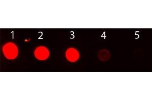 Dot Blot of Rabbit IgG Antibody Fluorescein Conjugated. (Chicken anti-Rabbit IgG (Heavy & Light Chain) Antibody (FITC) - Preadsorbed)