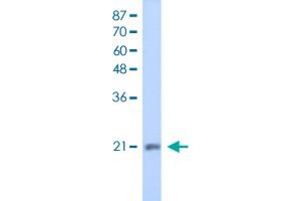 MIF4GD antibody  (AA 207-256)
