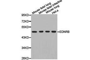 Western Blotting (WB) image for anti-Endothelin Receptor Type B (EDNRB) antibody (ABIN1872425) (EDNRB antibody)