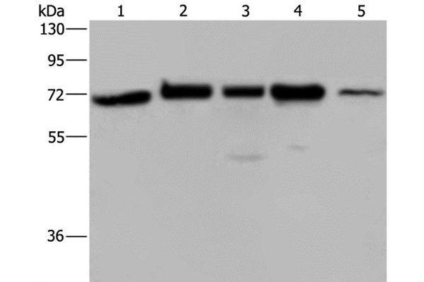 AGFG1 antibody