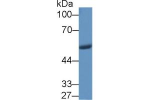 Western Blot; Sample: Porcine Stomach lysate; Primary Ab: 1µg/ml Rabbit Anti-Human VF Antibody Second Ab: 0.