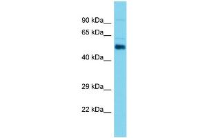 Host: Rabbit Target Name: Aldh1a2 Sample Type: Mouse Testis lysates Antibody Dilution: 1. (ALDH1A2 antibody  (C-Term))