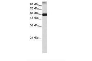 Image no. 2 for anti-General Transcription Factor IIIC, Polypeptide 5 (GTF3C5) (AA 148-197) antibody (ABIN6736178)