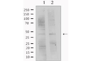 Western blot analysis of extracts from various samples, using SERPINF1 Antibody. (PEDF antibody  (C-Term))
