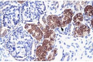 Immunohistochemical staining (Formalin-fixed paraffin-embedded sections) of human kidney with SOX18 polyclonal antibody . (SOX18 antibody  (AA 271-320))