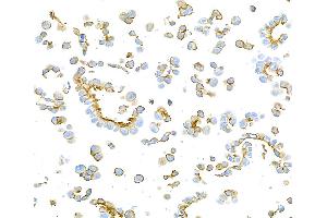 Immunocytochemistry (ICC) image for anti-Epithelial Cell Adhesion Molecule (EPCAM) (AA 24-265) antibody (ABIN7453970) (Recombinant EpCAM antibody  (AA 24-265))