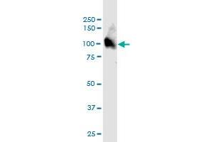 ARMC2 MaxPab polyclonal antibody. (ARMC2 antibody  (AA 1-860))