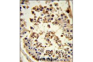 Formalin-fixed and paraffin-embedded human testis tissue reacted with HSP90AB1 Antibody , which was peroxidase-conjugated to the secondary antibody, followed by DAB staining. (HSP90AB1 antibody  (C-Term))