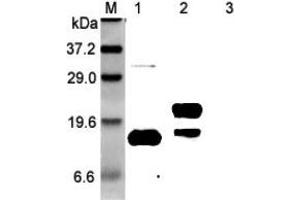 Western blot analysis using anti-GITRL (human), pAb  at 1:5'000 dilution. (TNFSF18 antibody)