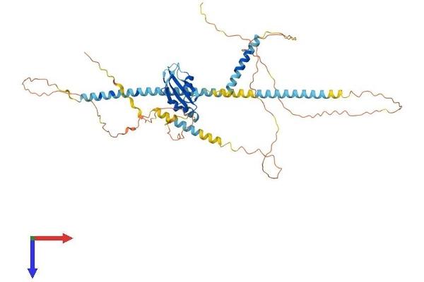 SFRS12 Protein (AA 1-508) (His tag)